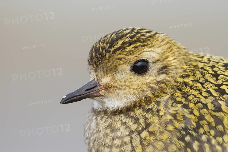 European Golden Plover (Pluvialis apricaria), Schleswig-Holstein, Germany