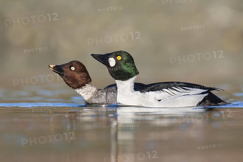 Common Goldeneye (Bucephala clangula) pair courting, British Columbia, Canada