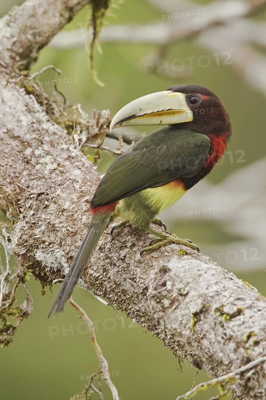 Ivory-billed Aracari (Pteroglossus azara), Ecuador