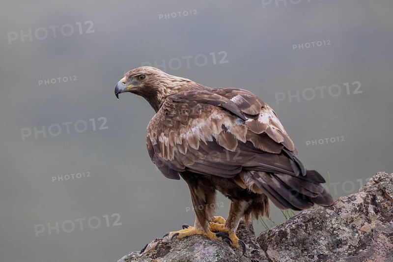 Golden eagle (Aquila chrysaetos), on rock, Extremadura, Spain