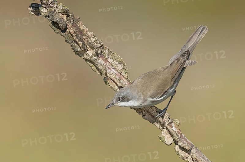 Lesser Whitethroat (Sylvia curruca) perched on a branch, Aosta Valley, Italy