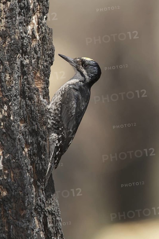 Black-backed Woodpecker (Picoides arcticus) male, California, USA