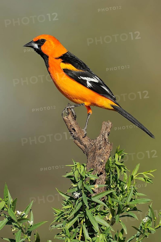 Altamira Oriole (Icterus gularis), Texas, USA