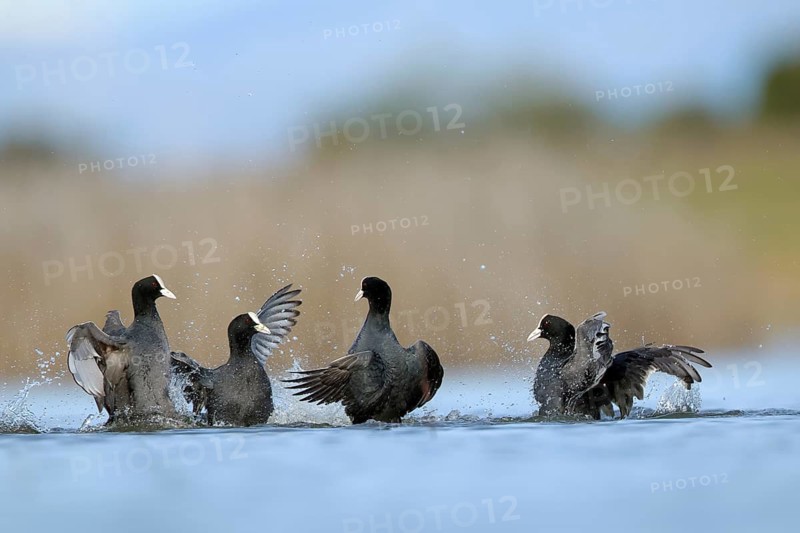 A vibrant scene of four common coots engaging in a lively dispute on the waters of BeleÃ±a lagoon, Spain. Their splashing provides a dynamic view of avian behavior in nature