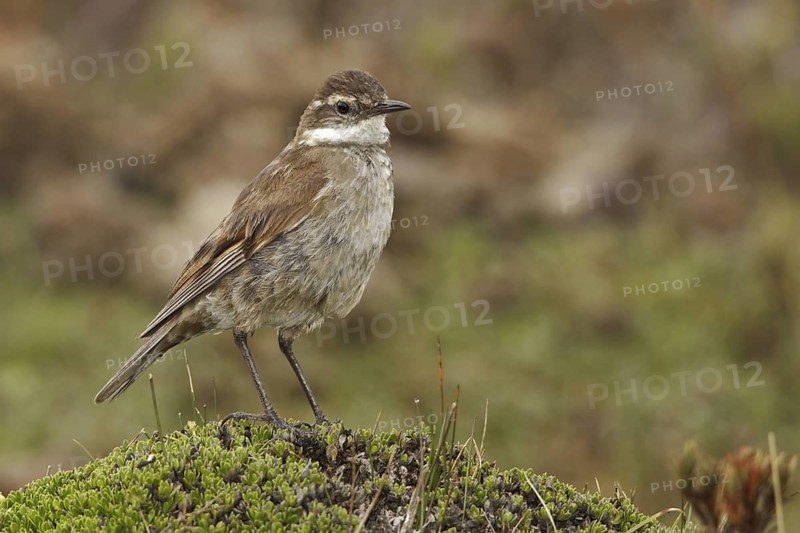 Chestnut-winged Cinclodes (Cinclodes albidiventris), Ecuador