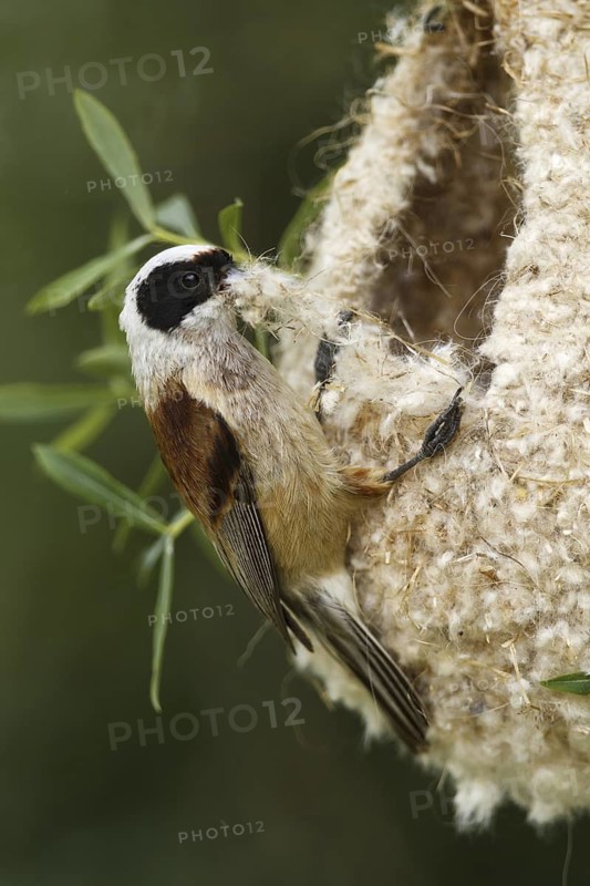 Eurasian Penduline Tit (Remiz pendulinus) male, Castile, Spain