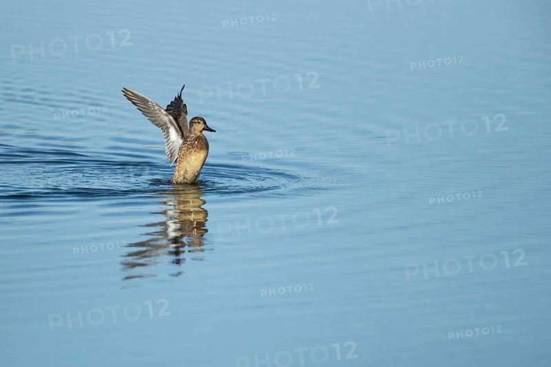 Common teal (Anas crecca) adult female bird stretching its wings on a shallow lagoon, RSPB Minsmere nature reserve, Suffolk, England, United Kingdom