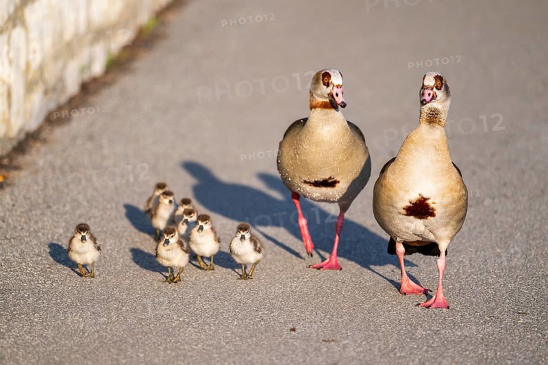 Egyptian goose (Alopochen aegyptiaca) family, mother and father with their chicks at the shore of a lake, Bavaria, Germany