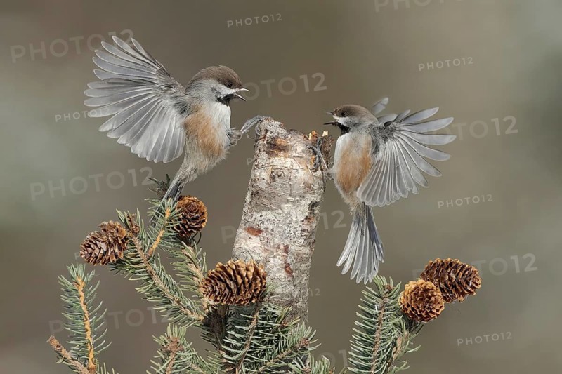 Boreal Chickadee (Poecile hudsonicus), Alaska, USA
