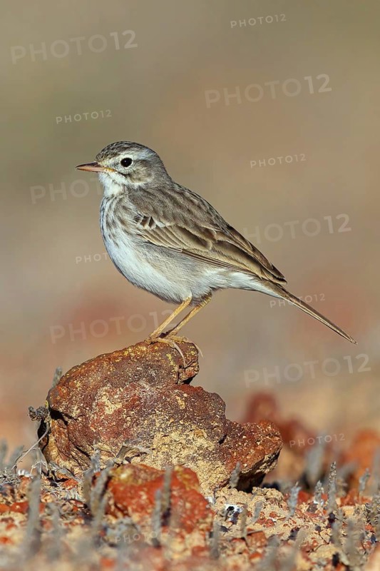 Canary Island pipit, (Anthus bertheloti) Songbird, family of stilts and pipits, Lanzarote, Canary Islands, Spain