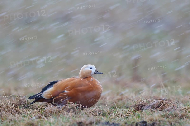 Ruddy Shelduck (Tadorna ferruginea), North Rhine-Westphalia, Germany