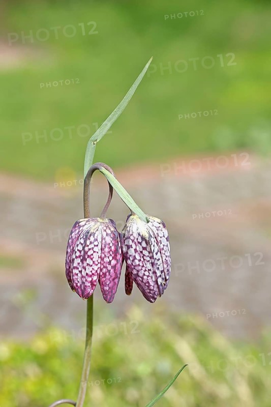 Snake's Head Fritillary (Fritillaria meleagris), single flower in a meadow, close-up, inflorescence, early bloomer, spring, Wilnsdorf, North Rhine-Westphalia, Germany