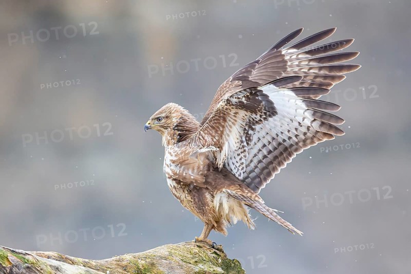 Common Buzzard (Buteo Buteo) Germany