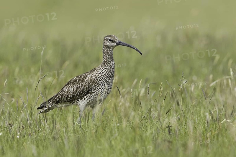 Whimbrel (Numenius phaeopus), Iceland