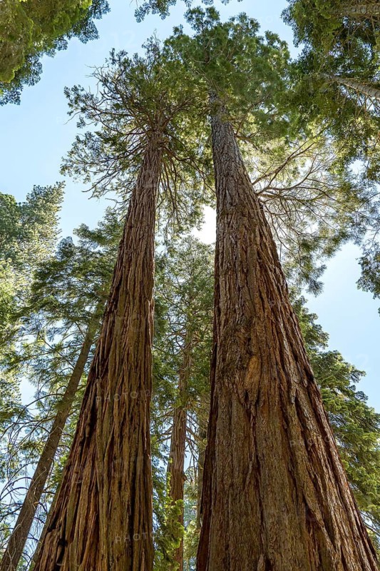 Giant sequoias rise towards the sky, showcasing the grandeur of Sequoia National Park. Sunlight filters through the leaves, highlighting the towering trunks and lush foliage