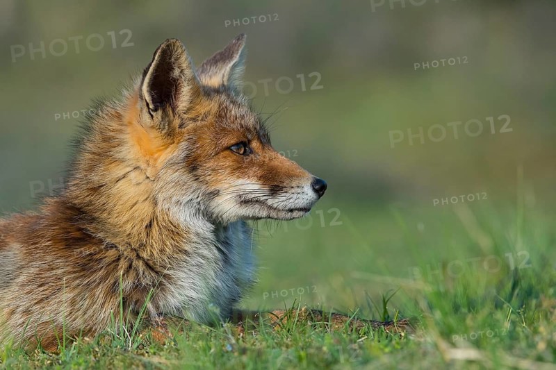 Red Fox (Vulpes vulpes) adult portrait, Netherlands