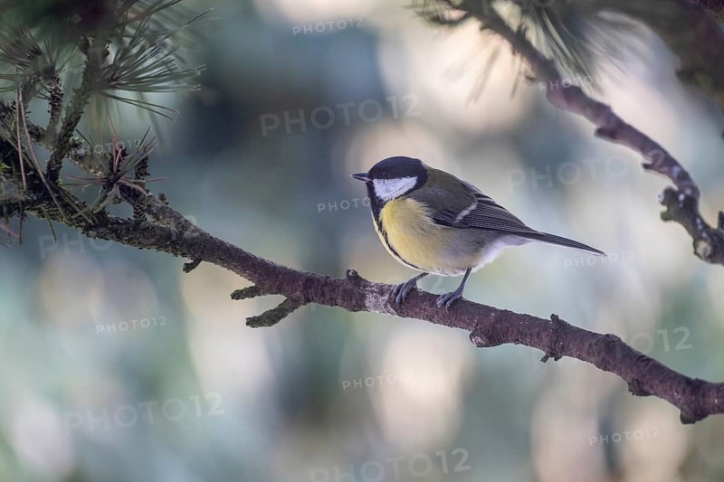 Great Tit (Parus major), Emsland, Lower Saxony, Germany