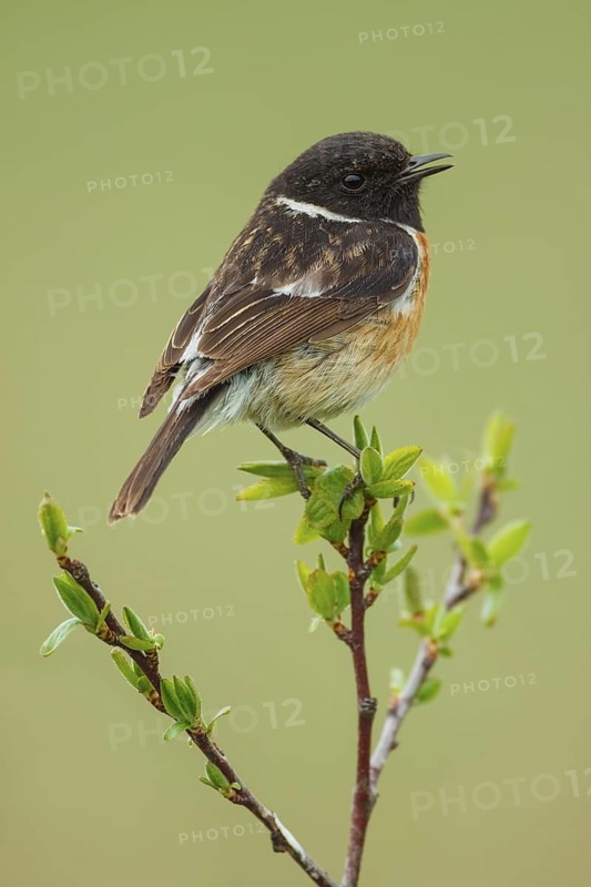 Schwarzkehlchen, Saxicola rubicola European stonechat, Saxicola rubicola