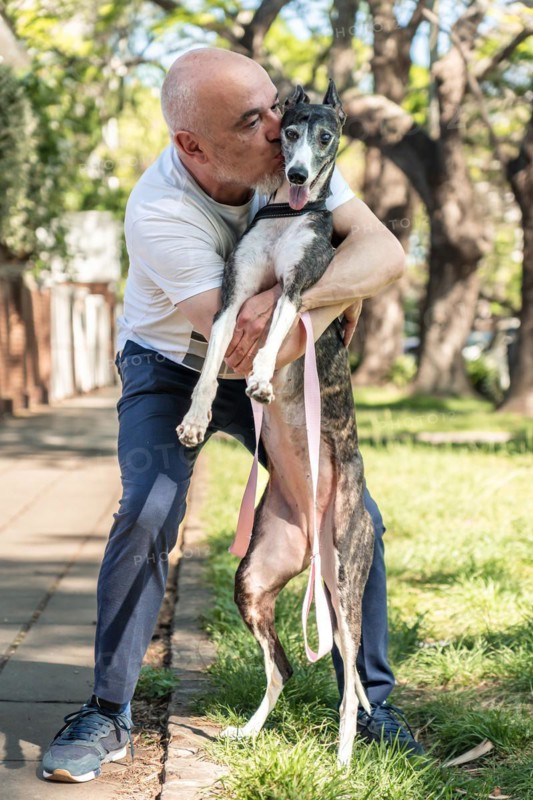 Vertical portrait of a middle-aged bald man kissing his rescued greyhound pet, enjoying a sunny day in the city