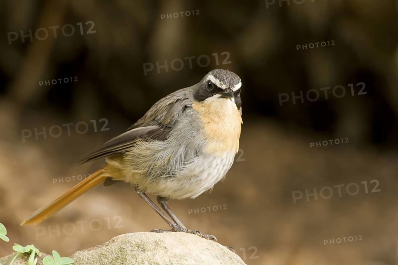 Cape Robin-Chat (Cossypha caffra) male, South Africa