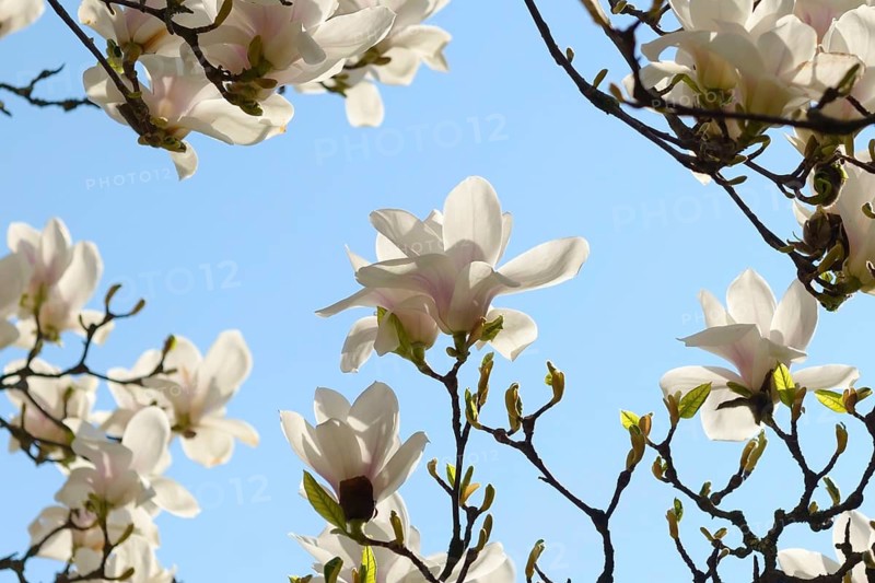 Tulip magnolia (Magnolia × soulangeana 'Amabilis'), Wilhelma, Germany