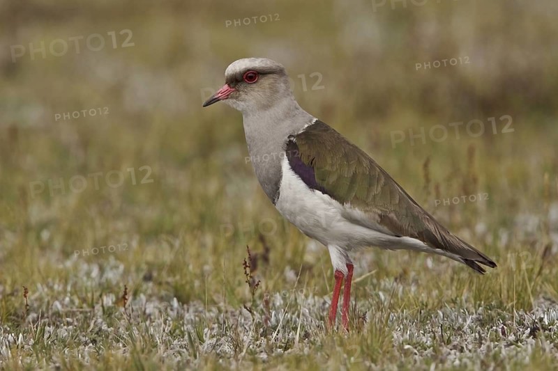 Andean Lapwing (Vanellus resplendens), Ecuador