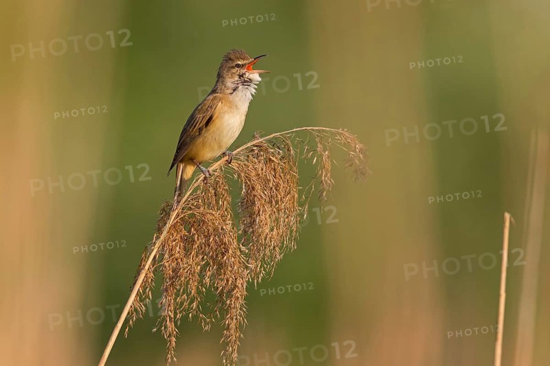 Reed warbler, (Acrocephalus arundinaceus), reedbed perch, biotope, habitat, animals, birds, songbird, reed warbler genus, Lobau, Vienna, Donaustadt, Vienna, Austria