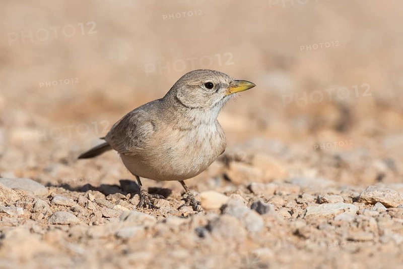 Desert Lark (Ammomanes deserti), Eilat, Israel
