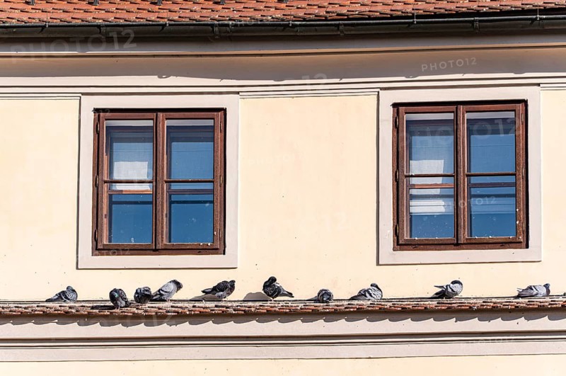 A group of pigeons rests on a ledge below two old wooden windows, set in a cream-colored wall. The scene captures classic Prague architecture elements