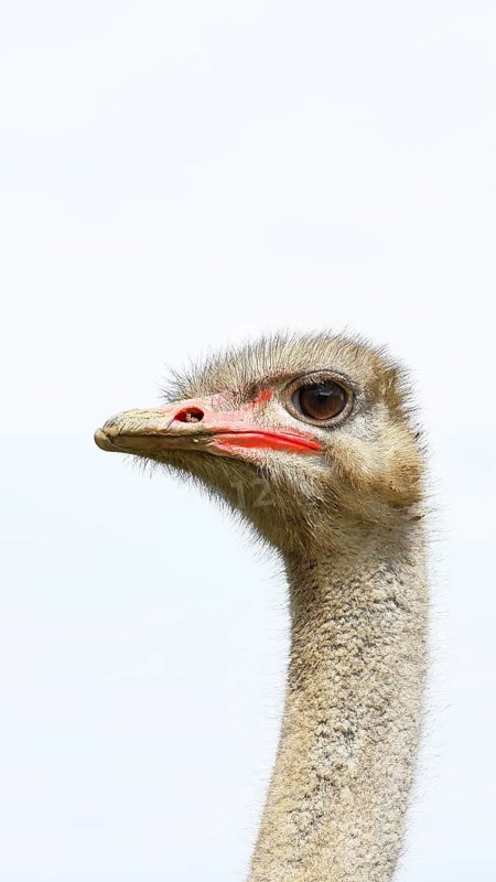 Common ostrich (Struthio camelus), portrait, captive, Rhineland-Palatinate, Germany