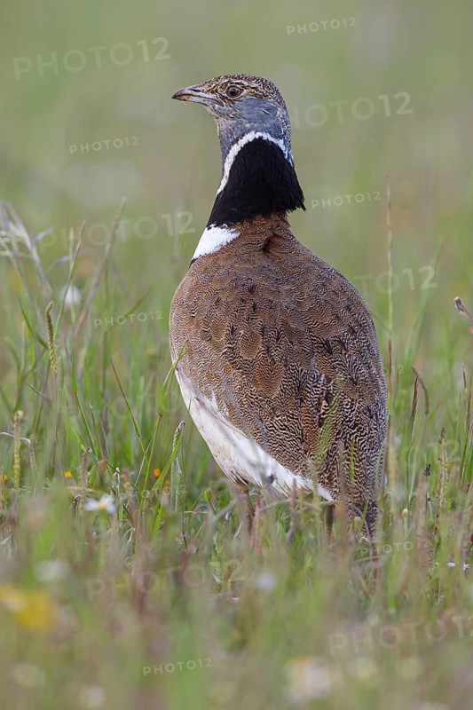 Little bustard (Tetrax tetrax) Outarde canepetière, Sisón Común, Hides De Calera / Great Bustard, Calera Y Chozas, Castilla La Mancha / Toledo, Spain