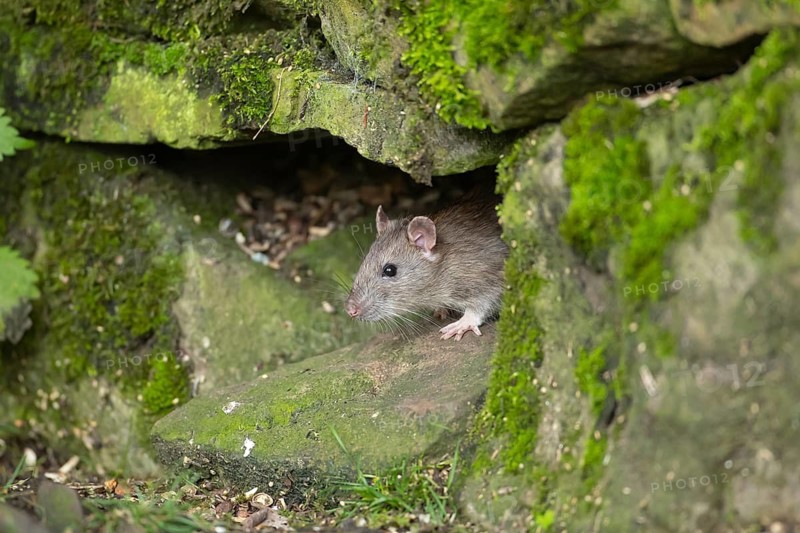 Brown rat (Rattus norvegicus) adult rodent animal emerging from a stone wall, England, United Kingdom