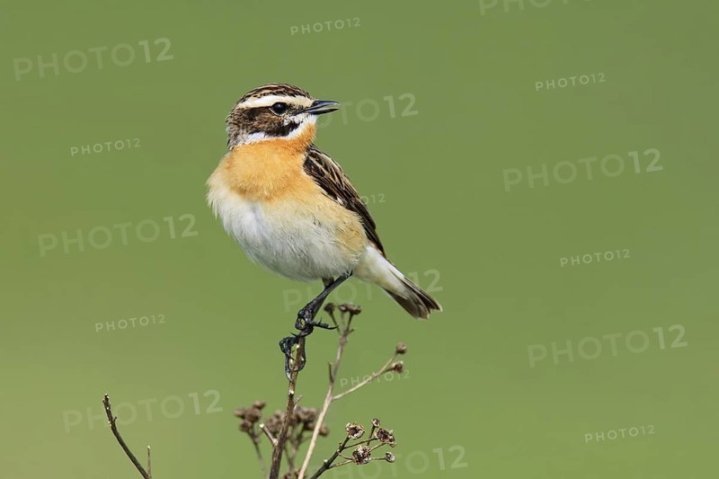 Whinchat (Saxicola rubetra) male singing, Brandenburg, Germany