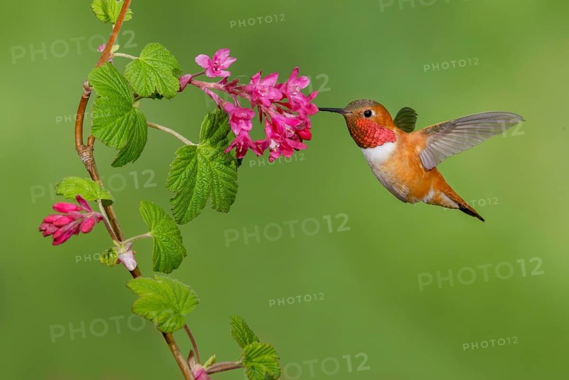 Rufous Hummingbird Male (Selasphorus rufus) - (Selasphorus rufus) - Victoria BC, Canada