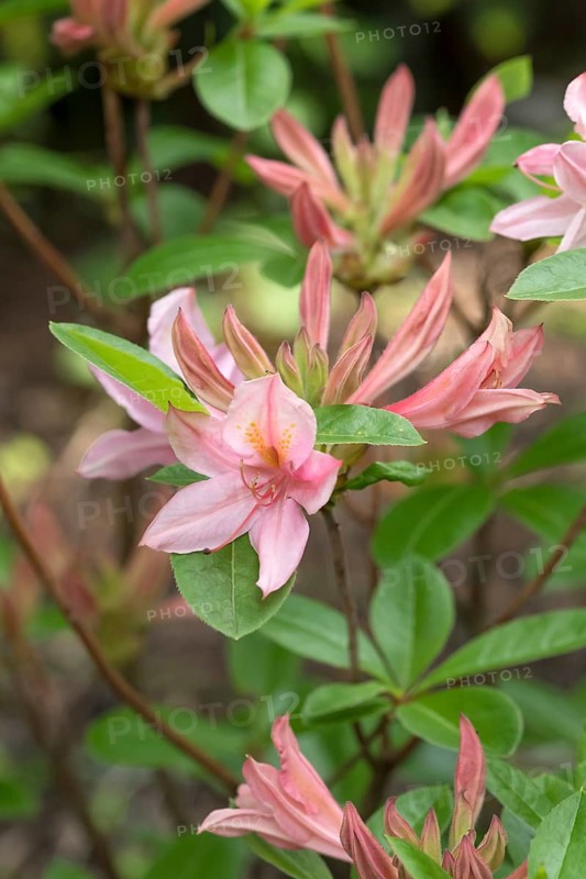 Viscosa azalea (Rhododendron 'Soir de Paris'), An den Dorfwiesen 9, Germany