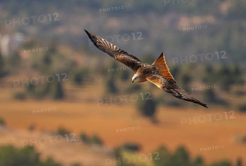 A red kite glides effortlessly through the sky, showcasing its elegant plumage. The blurred background highlights its majestic presence in the open air