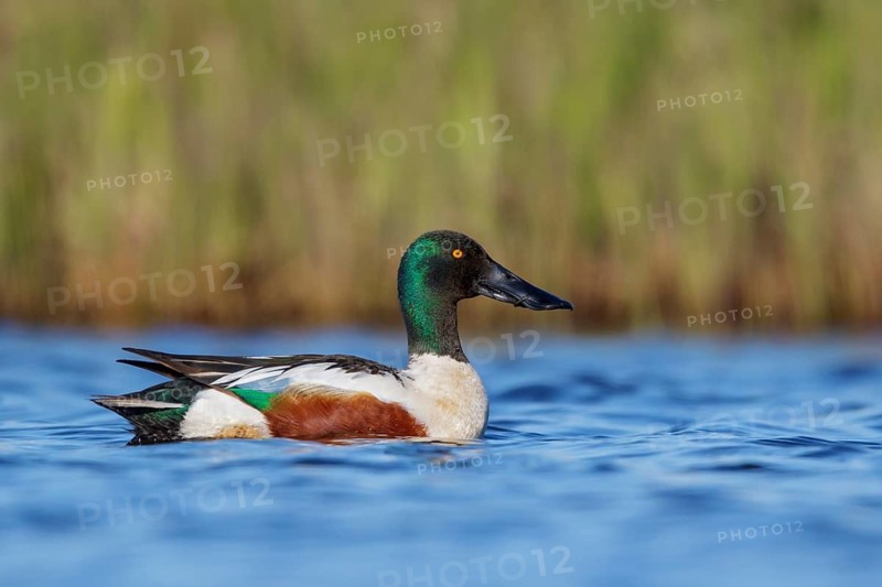 Northern Shoveler (Anas clypeata) in a pond near Nome, Alaska