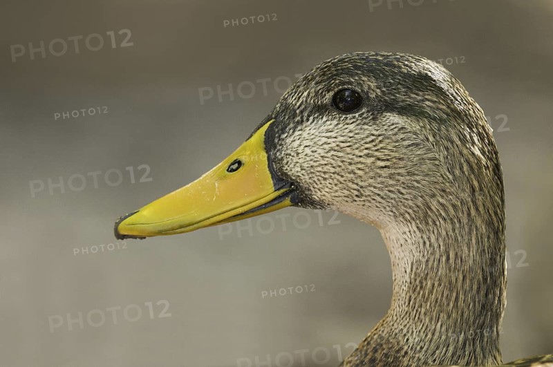 Mottled Duck (Anas fulvigula), Florida, USA
