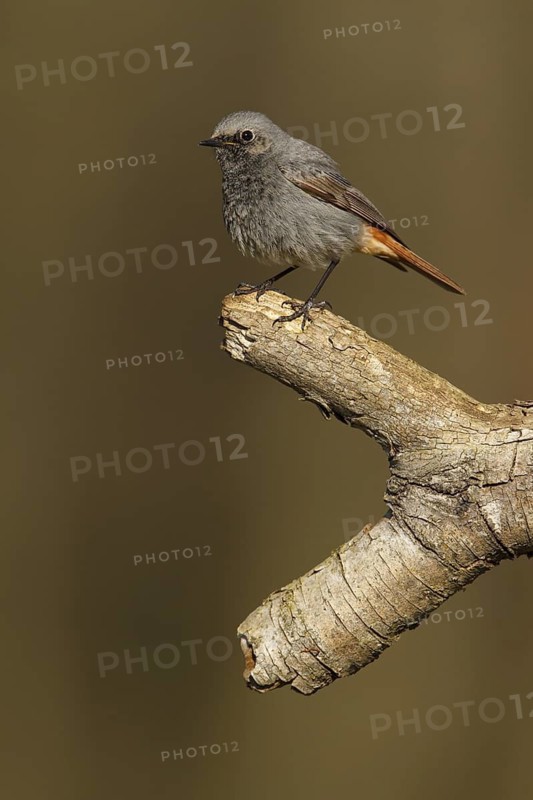 Black Redstart (Phoenicurus ochruros) male, Poland
