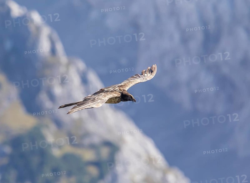 Bearded vulture (Gypaetus barbatus), Berchtesgaden, Alps, Bavaria, Germany