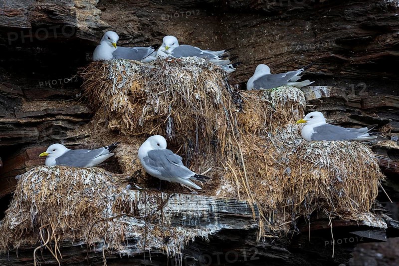 Dreizehenmöwe, Black-legged Kittiwake, Kittiwake, Rissa tridactyla, Mouette tridactyle, Gaviota Tridáctila