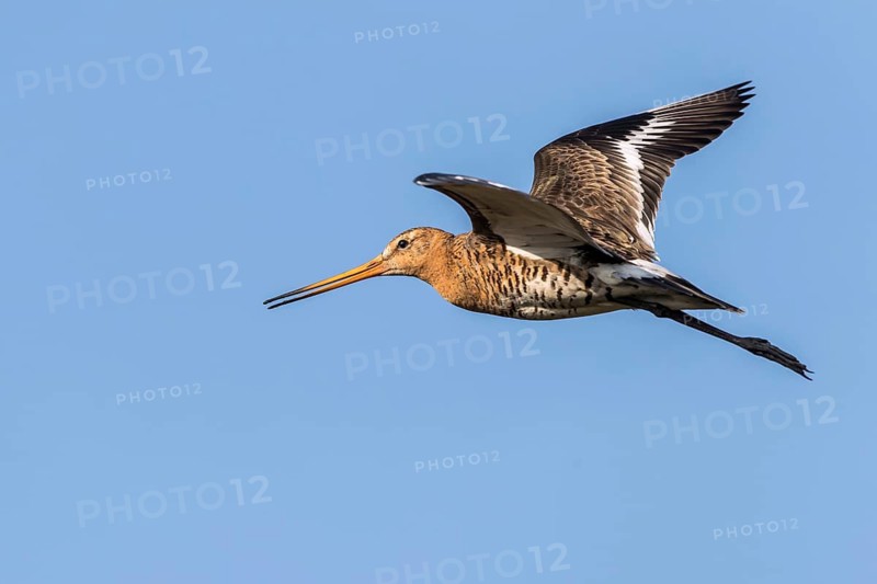Black-tailed Godwit (Limosa limosa) flying, Texel, Netherlands