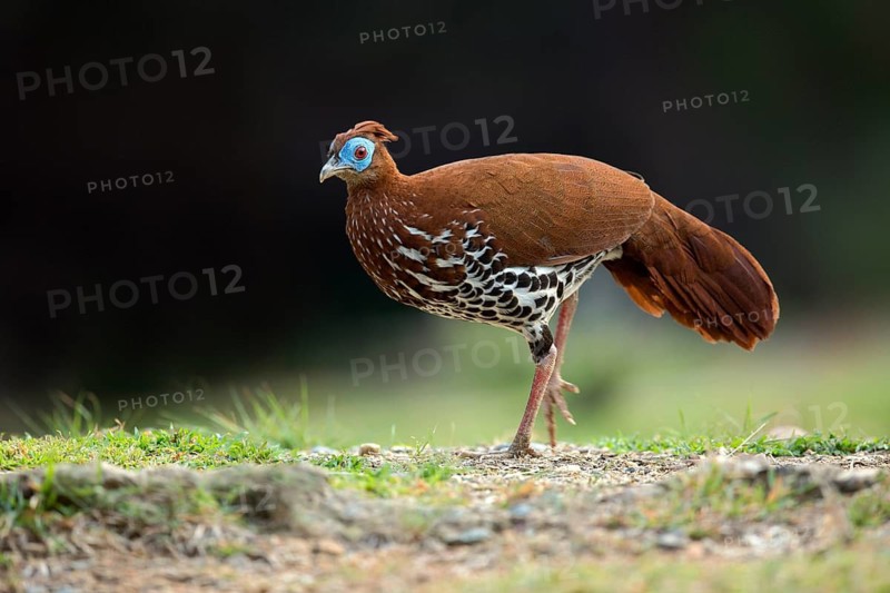 Crested Fireback (Lophura ignita rufa) female, Pahang, Malaysia
