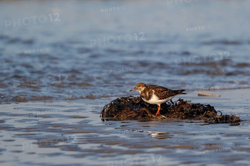 Ruddy Turnstone (Arenaria interpres), Netherlands