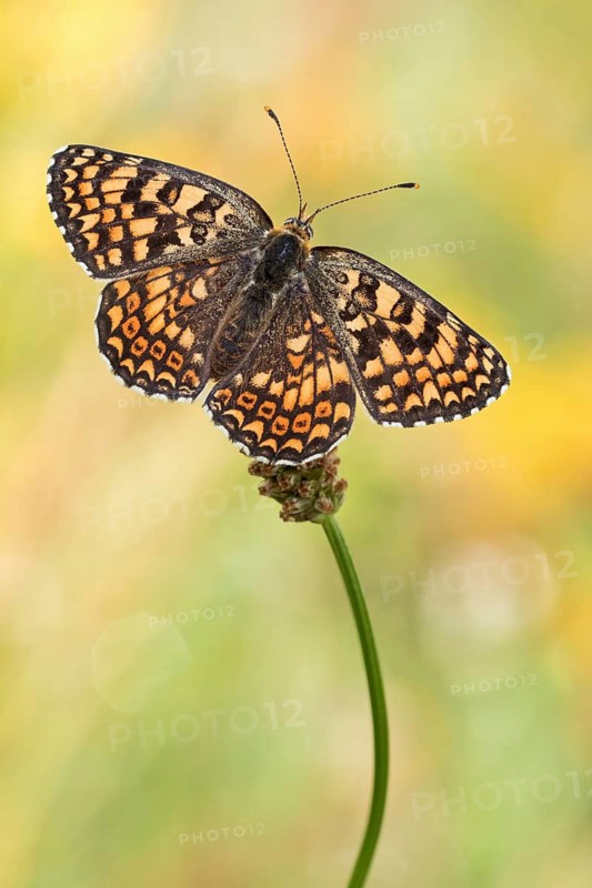 Der Flockenblumen Scheckenfalter (Melitaea phoebe), auffällig mit seinen schwarzen Postdiskalflecken auf den Hinterflügeln der Oberseite