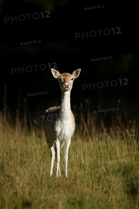 Fallow deer (Dama dama) adult female doe on the edge of a woodland, England, United Kingdom