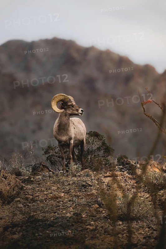 From below, a majestic desert bighorn sheep stands against the rugged backdrop of the Santa Rosa Mountains in Southern California, showcasing its iconic curved horns