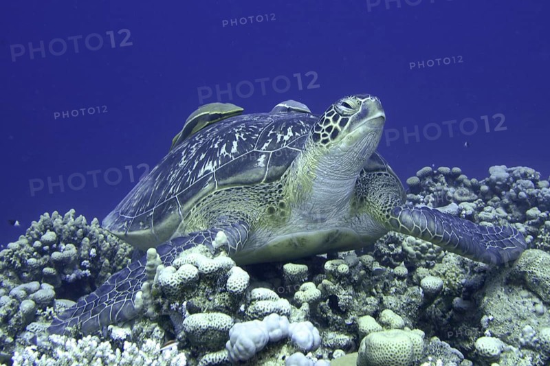 Green turtle (Chelonia mydas)