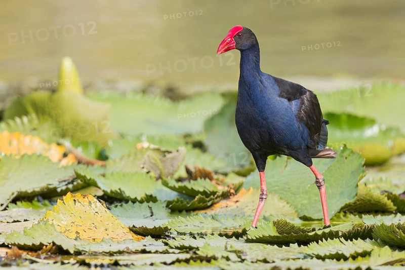 Australasian Swamphen (Porphyrio melanotus) in a wetland area in Papua New Guinea