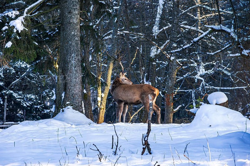 Male red deer, Cervus elaphus, in snowy winter forest, Swabian Jura, Baden-Württemberg, Germany